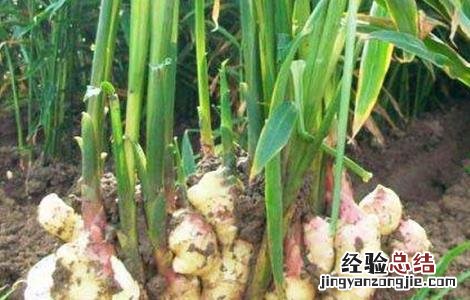 生姜如何留种子视频 生姜如何留种
