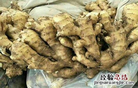 生姜如何留种子视频 生姜如何留种