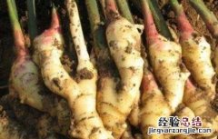 生姜如何留种子视频 生姜如何留种