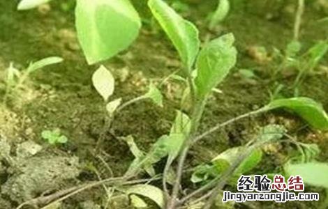 蔬菜苗期常见生理性病害的防治措施 引起蔬菜生理病害的原因