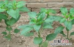 蔬菜苗期常见生理性病害的防治措施 引起蔬菜生理病害的原因
