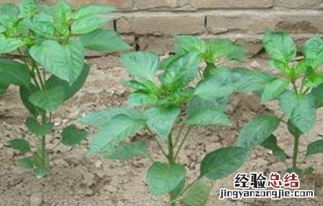 蔬菜苗期常见生理性病害的防治措施 引起蔬菜生理病害的原因