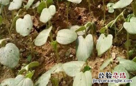 蔬菜苗期常见生理性病害的防治措施 引起蔬菜生理病害的原因