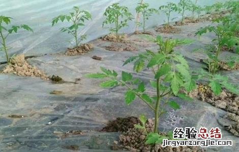 蔬菜苗期常见生理性病害的防治措施 引起蔬菜生理病害的原因