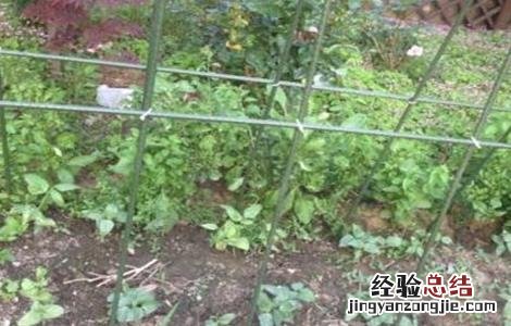 豇豆茎枯病怎么防治 豇豆死滕原因及防治方法