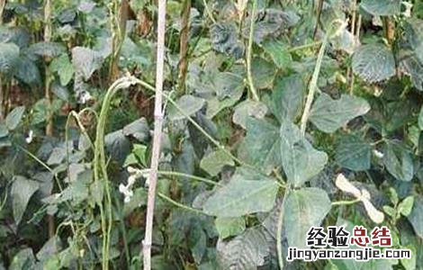 豇豆茎枯病怎么防治 豇豆死滕原因及防治方法
