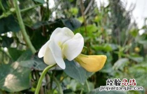 豇豆茎枯病怎么防治 豇豆死滕原因及防治方法