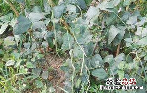 豇豆茎枯病怎么防治 豇豆死滕原因及防治方法