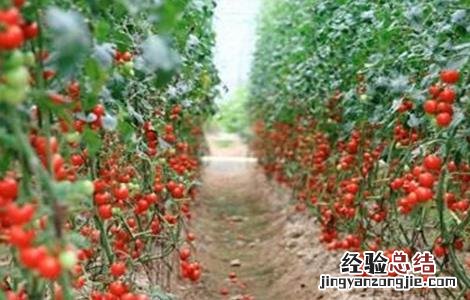 大棚种植圣女果技术 大棚种植圣女果如何提高产量