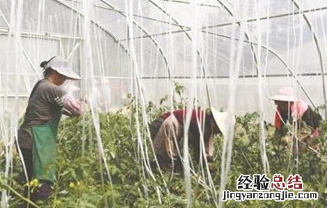 大棚种植圣女果技术 大棚种植圣女果如何提高产量