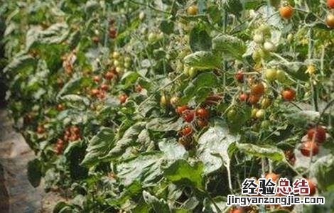 大棚种植圣女果技术 大棚种植圣女果如何提高产量
