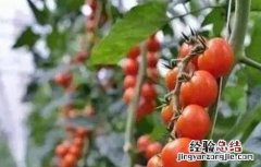 大棚种植圣女果技术 大棚种植圣女果如何提高产量
