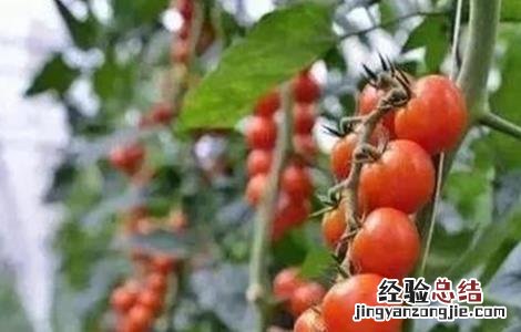 大棚种植圣女果技术 大棚种植圣女果如何提高产量