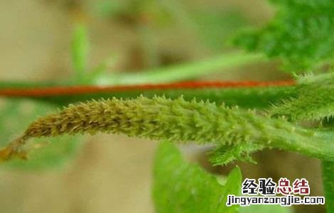 大棚黄瓜化瓜怎么回事 大棚黄瓜的