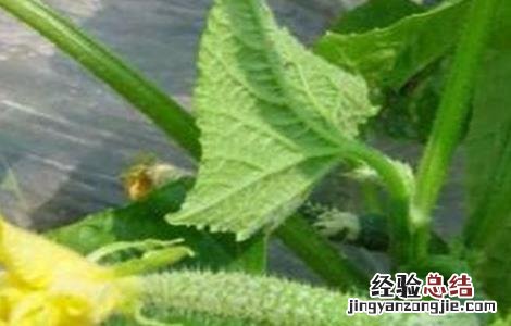 大棚黄瓜化瓜怎么回事 大棚黄瓜的