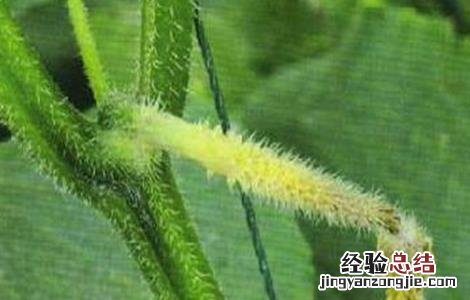 大棚黄瓜化瓜怎么回事 大棚黄瓜的