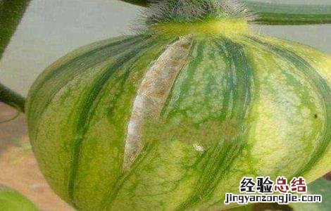 南瓜化瓜是怎么回事 变瓜是南瓜吗