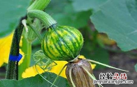 南瓜化瓜是怎么回事 变瓜是南瓜吗