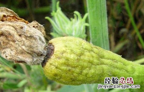 南瓜化瓜是怎么回事 变瓜是南瓜吗