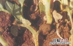 豌豆茎基腐病防治方法 豌豆基腐病的防治方法