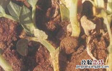 豌豆茎基腐病防治方法 豌豆基腐病的防治方法