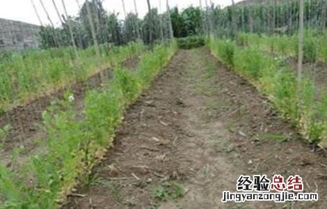 豌豆茎基腐病防治方法 豌豆基腐病的防治方法