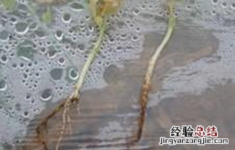 豌豆茎基腐病防治方法 豌豆基腐病的防治方法
