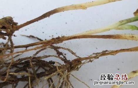 豌豆茎基腐病防治方法 豌豆基腐病的防治方法