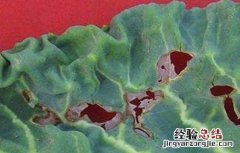 甘蓝黑斑病的防治方法有哪些 甘蓝黑斑病的防治方法