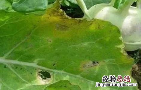 甘蓝黑斑病的防治方法有哪些 甘蓝黑斑病的防治方法
