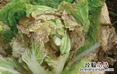 甘蓝黑斑病的防治方法有哪些 甘蓝黑斑病的防治方法