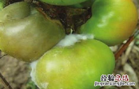 番茄绵疫病病果图片 番茄绵疫病的防治措施