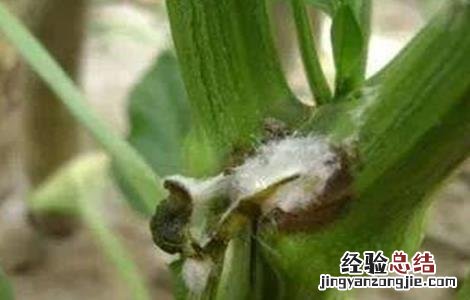 番茄绵疫病病果图片 番茄绵疫病的防治措施