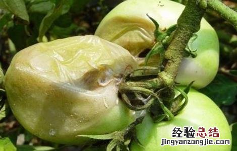 番茄绵疫病病果图片 番茄绵疫病的防治措施