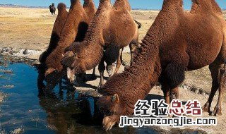 当世仅存的野骆驼种群在中国的哪个地方 野骆驼种群在中国的哪一个地区