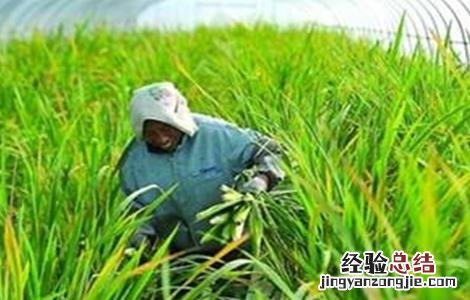 茭白纹枯病的防治方法 茭白纹枯病的防治方法