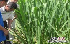 茭白纹枯病的防治方法 茭白纹枯病的防治方法