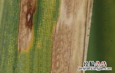 茭白纹枯病的防治方法 茭白纹枯病的防治方法