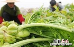 出榨菜的原因 榨菜空心是什么原因