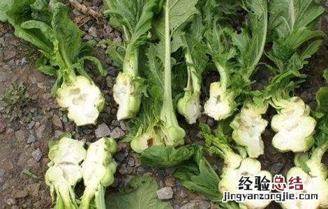 出榨菜的原因 榨菜空心是什么原因