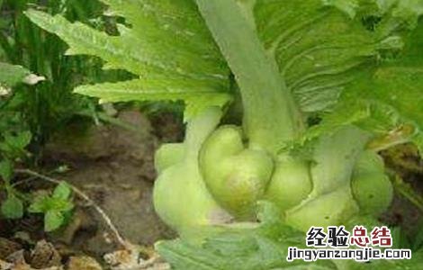 出榨菜的原因 榨菜空心是什么原因