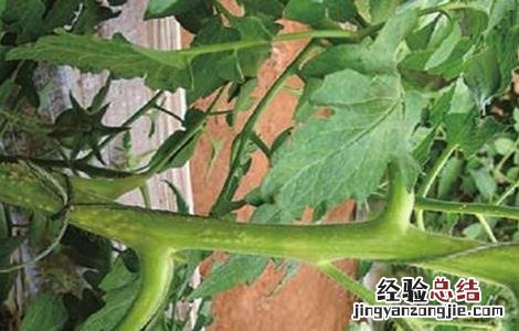 番茄疏除侧枝注意事项有哪些 番茄疏除侧枝注意事项
