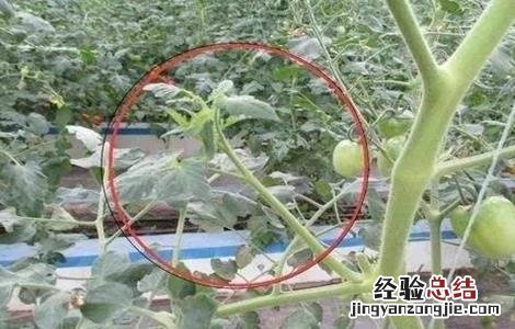 番茄疏除侧枝注意事项有哪些 番茄疏除侧枝注意事项