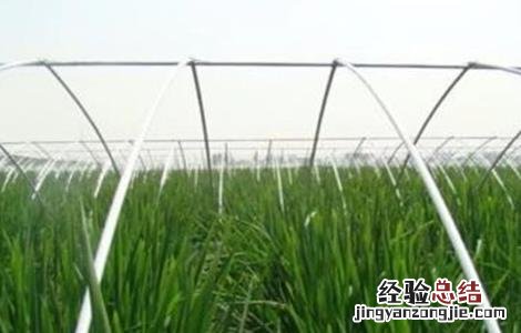 大棚栽培茭白注意事项有哪些 大棚栽培茭白注意事项