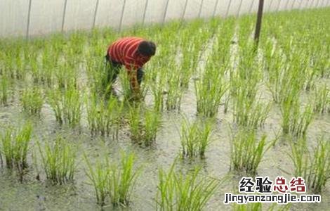 大棚栽培茭白注意事项有哪些 大棚栽培茭白注意事项