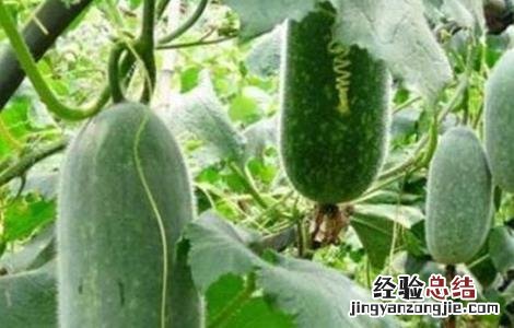 冬瓜结瓜期管理要点 冬瓜如何管理才能多结瓜