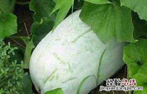 冬瓜结瓜期管理要点 冬瓜如何管理才能多结瓜