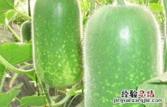 冬瓜结瓜期管理要点 冬瓜如何管理才能多结瓜