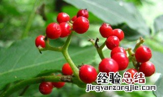 钾肥对果树花芽分化的作用 钾肥对果树花芽分化的作用是什么