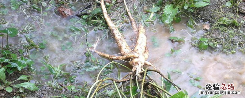 鲜西洋参可以直接晒干吗 鲜西洋参如何晒干